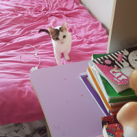 Tekir Kedi, Kedi  Nana fotoğrafı