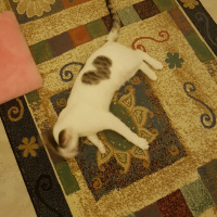 Tekir Kedi, Kedi  Nana fotoğrafı