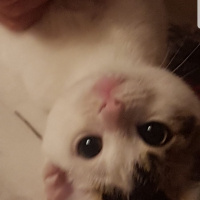 Tekir Kedi, Kedi  Nana fotoğrafı