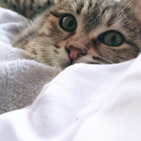 Tekir Kedi, Kedi  Buddy fotoğrafı