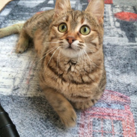 Tekir Kedi, Kedi  Buddy fotoğrafı