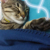 Tekir Kedi, Kedi  Eva fotoğrafı