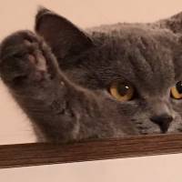 British Shorthair, Kedi  Balkız fotoğrafı