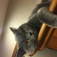 British Shorthair, Kedi  Balkız fotoğrafı