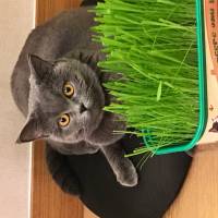 British Shorthair, Kedi  Balkız fotoğrafı