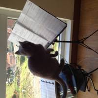 British Shorthair, Kedi  Balkız fotoğrafı