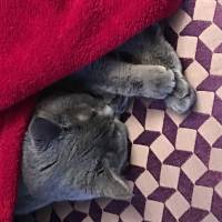 British Shorthair, Kedi  Balkız fotoğrafı