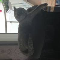 British Shorthair, Kedi  Balkız fotoğrafı