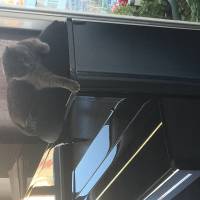 British Shorthair, Kedi  Balkız fotoğrafı