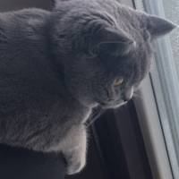 British Shorthair, Kedi  Balkız fotoğrafı