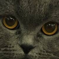 British Shorthair, Kedi  Balkız fotoğrafı