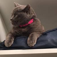 British Shorthair, Kedi  Balkız fotoğrafı