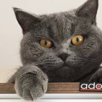 British Shorthair, Kedi  Balkız fotoğrafı