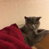 British Shorthair, Kedi  Balkız fotoğrafı