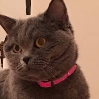 British Shorthair, Kedi  Balkız fotoğrafı
