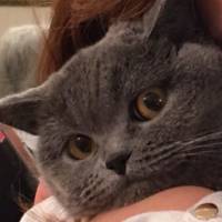 British Shorthair, Kedi  Balkız fotoğrafı