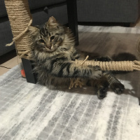 Tekir Kedi, Kedi  Nepal fotoğrafı