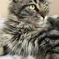 Tekir Kedi, Kedi  Nepal fotoğrafı