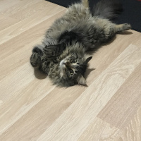Tekir Kedi, Kedi  Nepal fotoğrafı