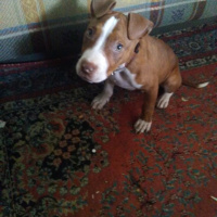 Amerikan Staffordshire Terrier, Köpek  Beylis fotoğrafı