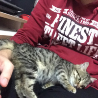 Tekir Kedi, Kedi  Prenses fotoğrafı