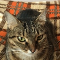Tekir Kedi, Kedi  Prenses fotoğrafı