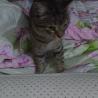 Tekir Kedi, Kedi  Necati fotoğrafı