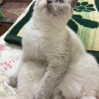 British Shorthair, Kedi  Badem fotoğrafı