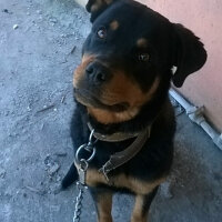 Rottweiler, Köpek  Paşa fotoğrafı