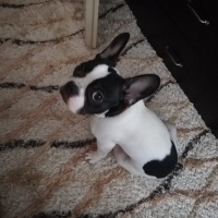 Fransız Bulldog, Köpek  BENEK fotoğrafı