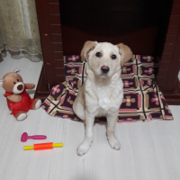 Labrador Retriever, Köpek  Roxy fotoğrafı