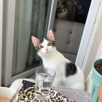 Tekir Kedi, Kedi  Oreo fotoğrafı