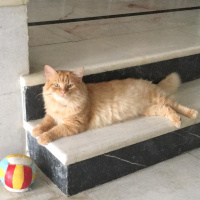 Sarman, Kedi  Garfield fotoğrafı