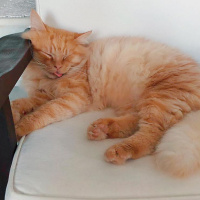 Sarman, Kedi  Garfield fotoğrafı