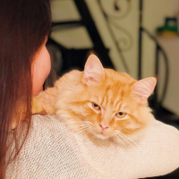 Sarman, Kedi  Garfield fotoğrafı