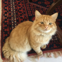 Sarman, Kedi  Garfield fotoğrafı