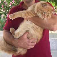Sarman, Kedi  Garfield fotoğrafı