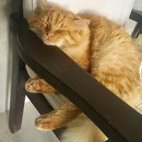 Sarman, Kedi  Garfield fotoğrafı