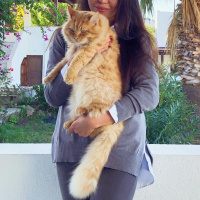 Sarman, Kedi  Garfield fotoğrafı
