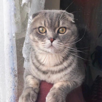 Scottish Fold, Kedi  Çakıl fotoğrafı