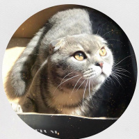 Scottish Fold, Kedi  Çakıl fotoğrafı