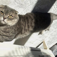 Scottish Fold, Kedi  Çakıl fotoğrafı
