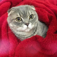 Scottish Fold, Kedi  Çakıl fotoğrafı