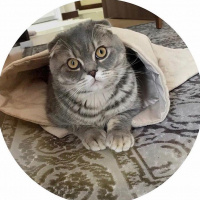 Scottish Fold, Kedi  Çakıl fotoğrafı