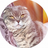 Scottish Fold, Kedi  Çakıl fotoğrafı
