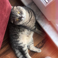 Scottish Fold, Kedi  Çakıl fotoğrafı