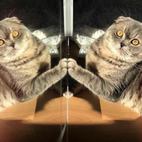 Scottish Fold, Kedi  Çakıl fotoğrafı