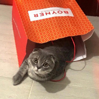 Scottish Fold, Kedi  Çakıl fotoğrafı
