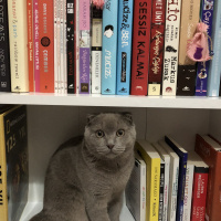 Scottish Fold, Kedi  Çiko fotoğrafı