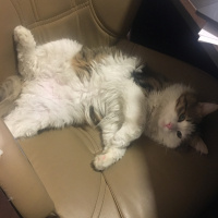 Ragamuffin, Kedi  Masraf fotoğrafı